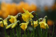Daffodils