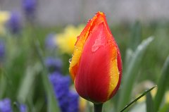Tulip