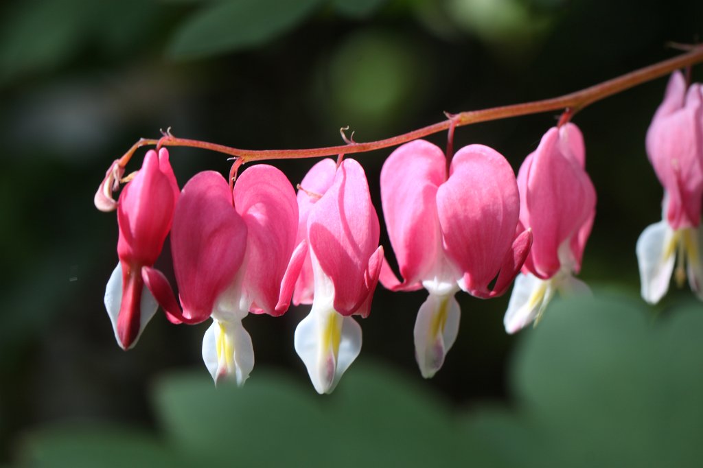 IMG_0558.JPG -  Bleeding heart  ( Tränendes Herz )
