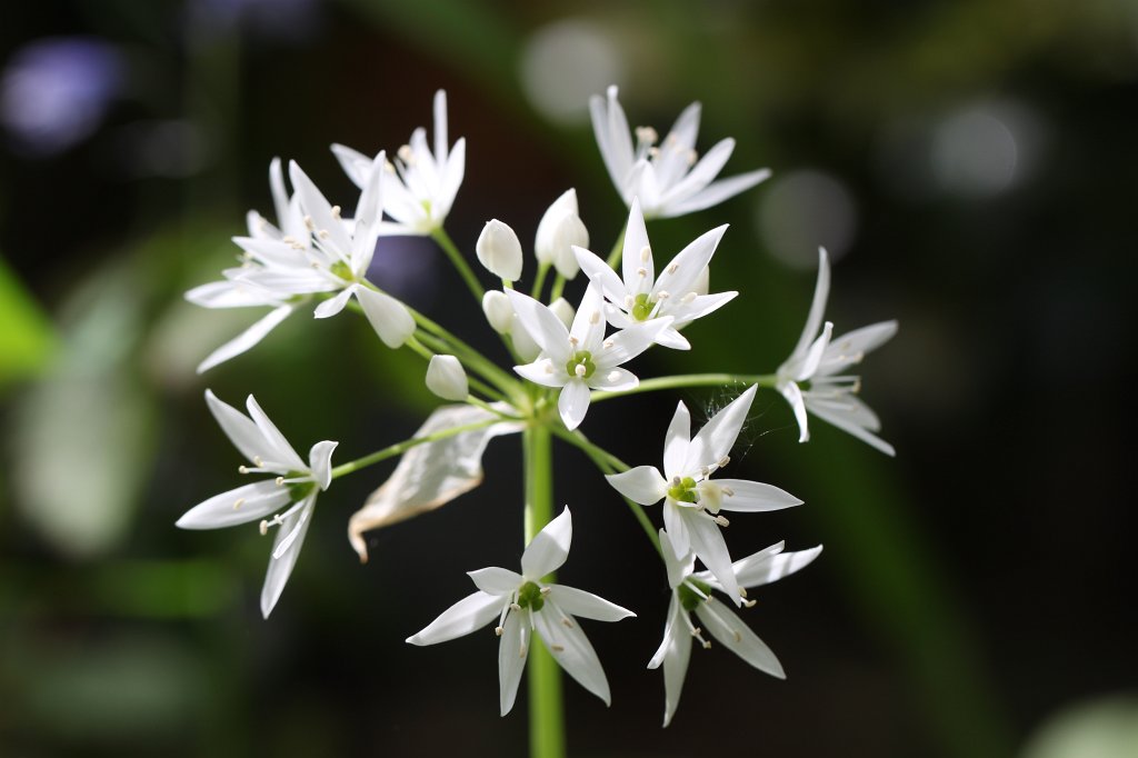 IMG_0560.JPG -  Wild garlic  ( Bärlauch )