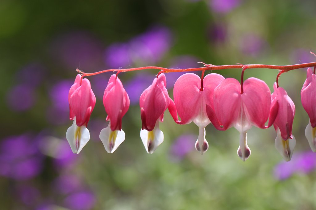 IMG_0568.JPG -  Bleeding heart  ( Tränendes Herz )