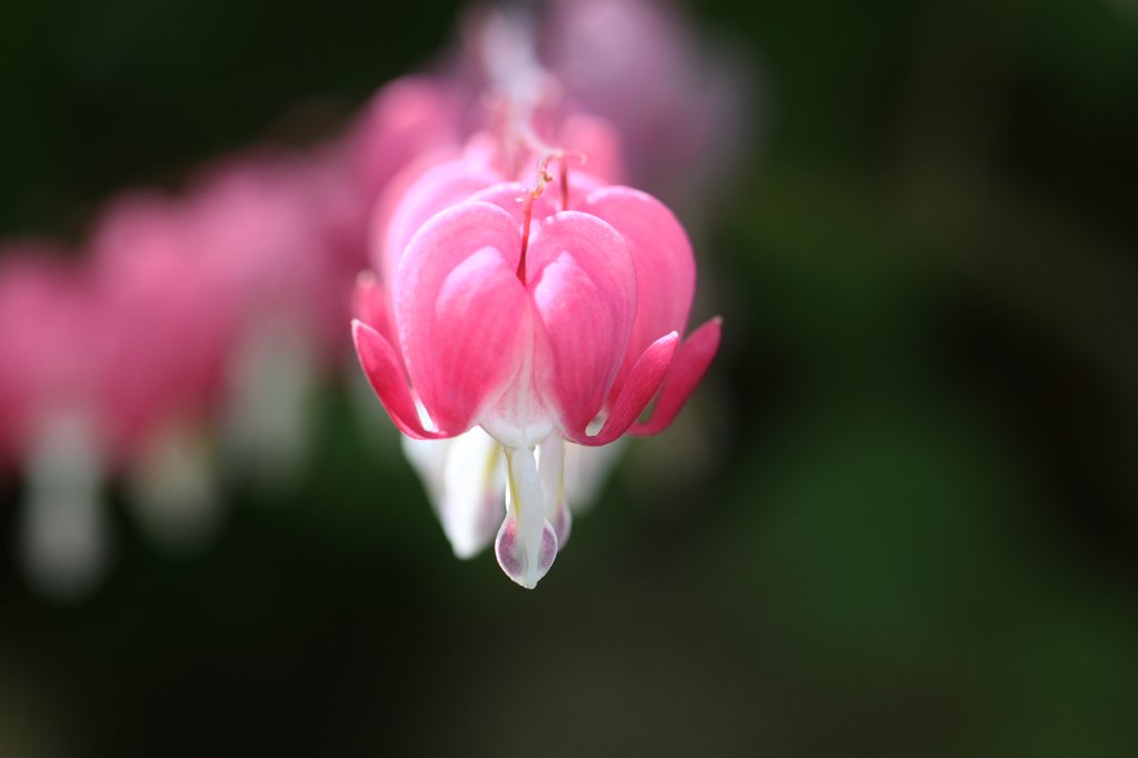 IMG_0570.JPG -  Bleeding heart  ( Tränendes Herz )