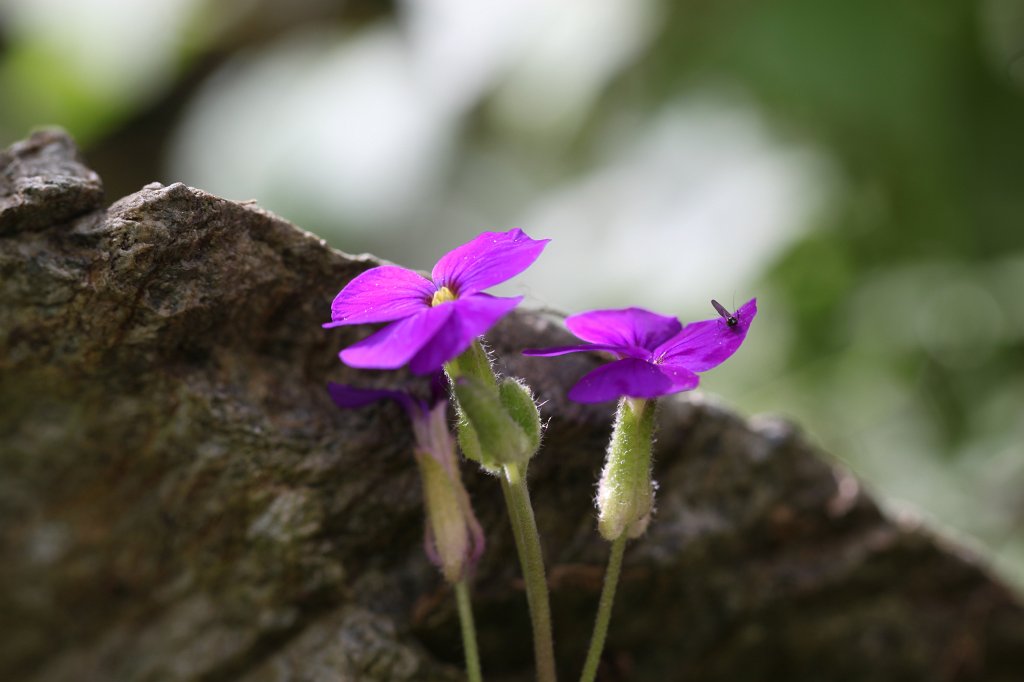 IMG_0574.JPG -  Aubrieta Blaukissen )