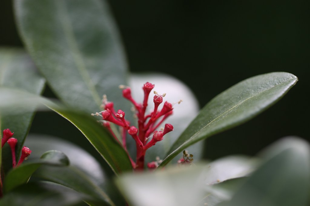 IMG_0583.JPG - Flowering shrub