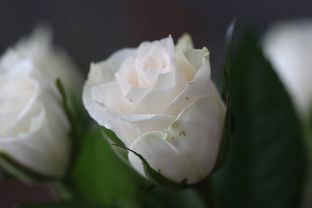 IMG_0590.JPG -  Rose 