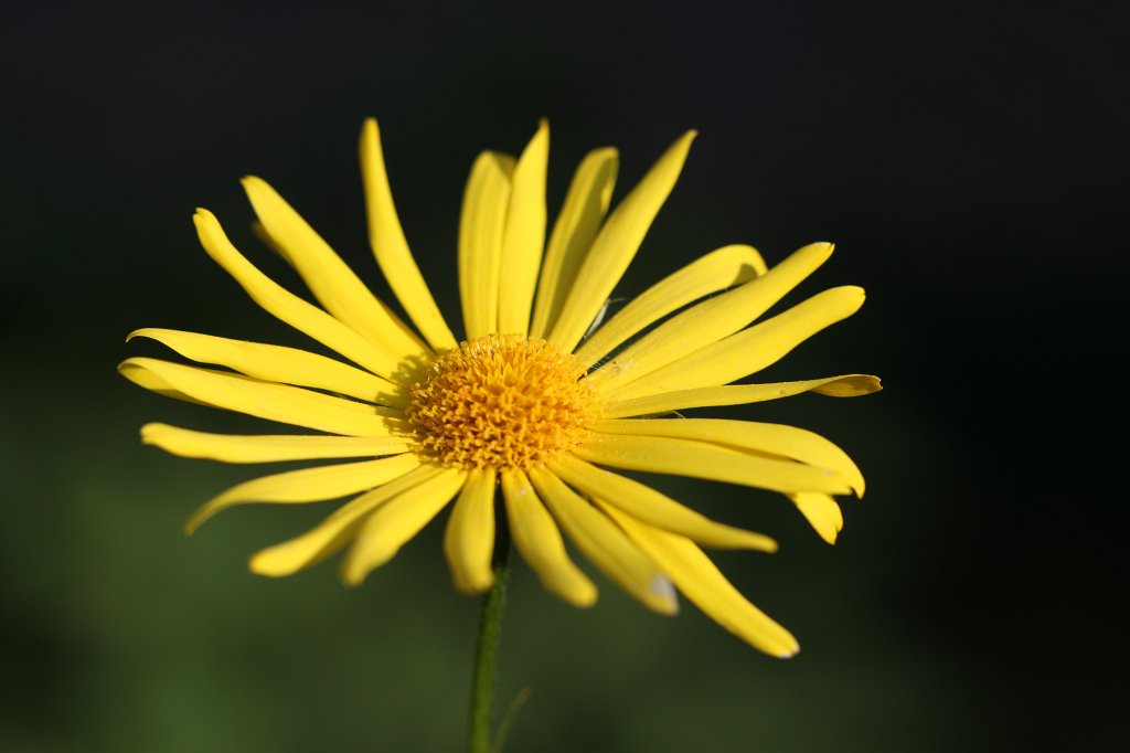 IMG_0748.JPG -  Doronicum  ( Gämswurz )