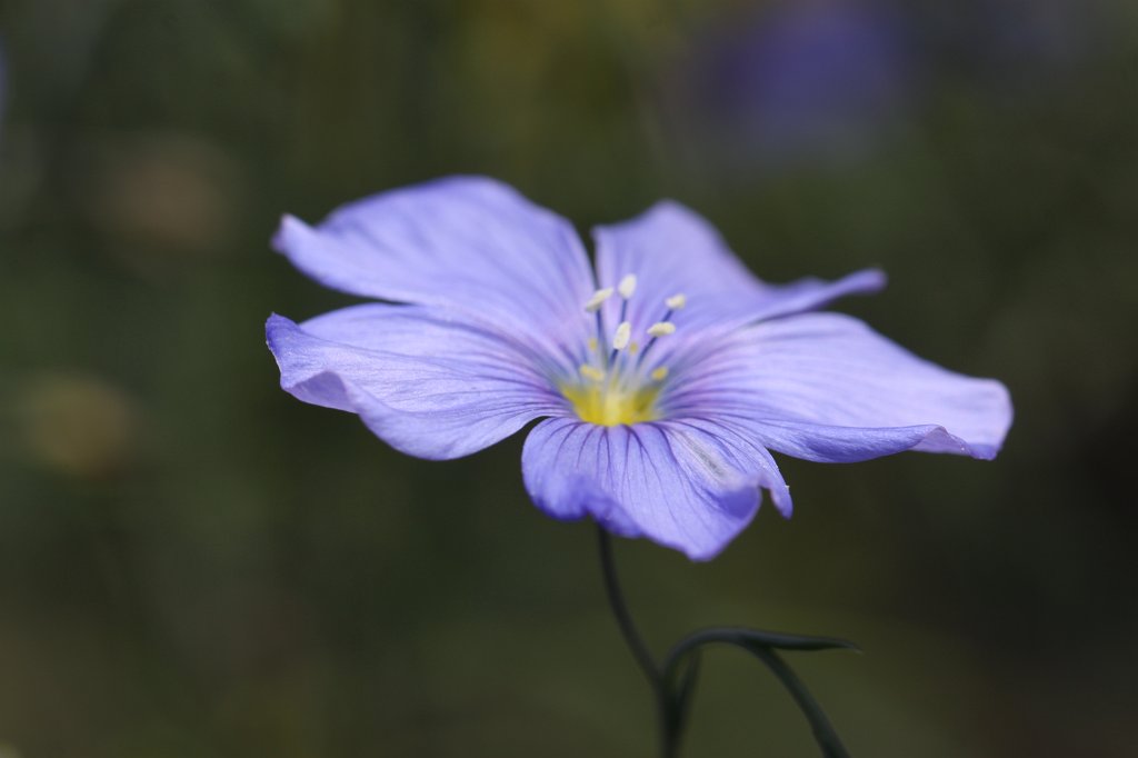 IMG_0791.JPG - Flower in the  Palmengarten   Frankfurt 