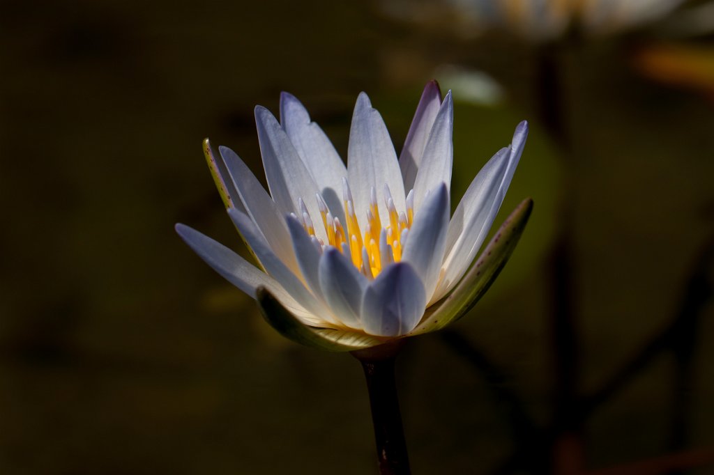 IMG_0807_c.jpg -  Water-liliy  ( Seerose )