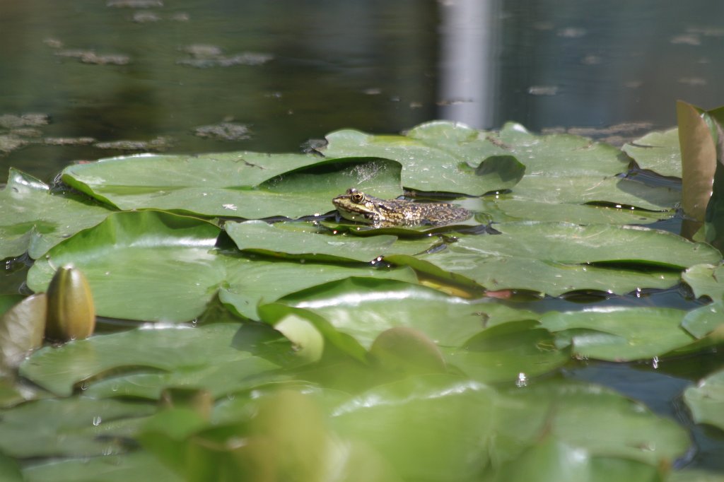 IMG_0829.JPG -  Frog  ( Frosch )