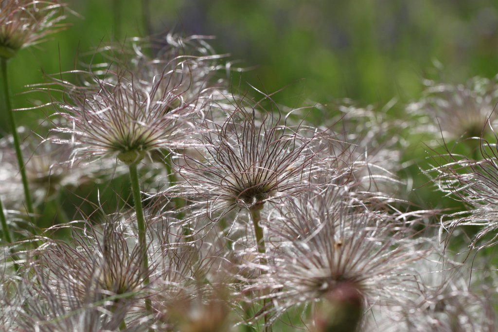 IMG_0854.JPG - Fluffies