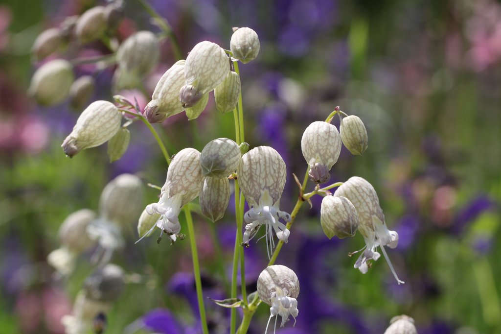 IMG_0857.JPG - Flower in the  Palmengarten   Frankfurt 