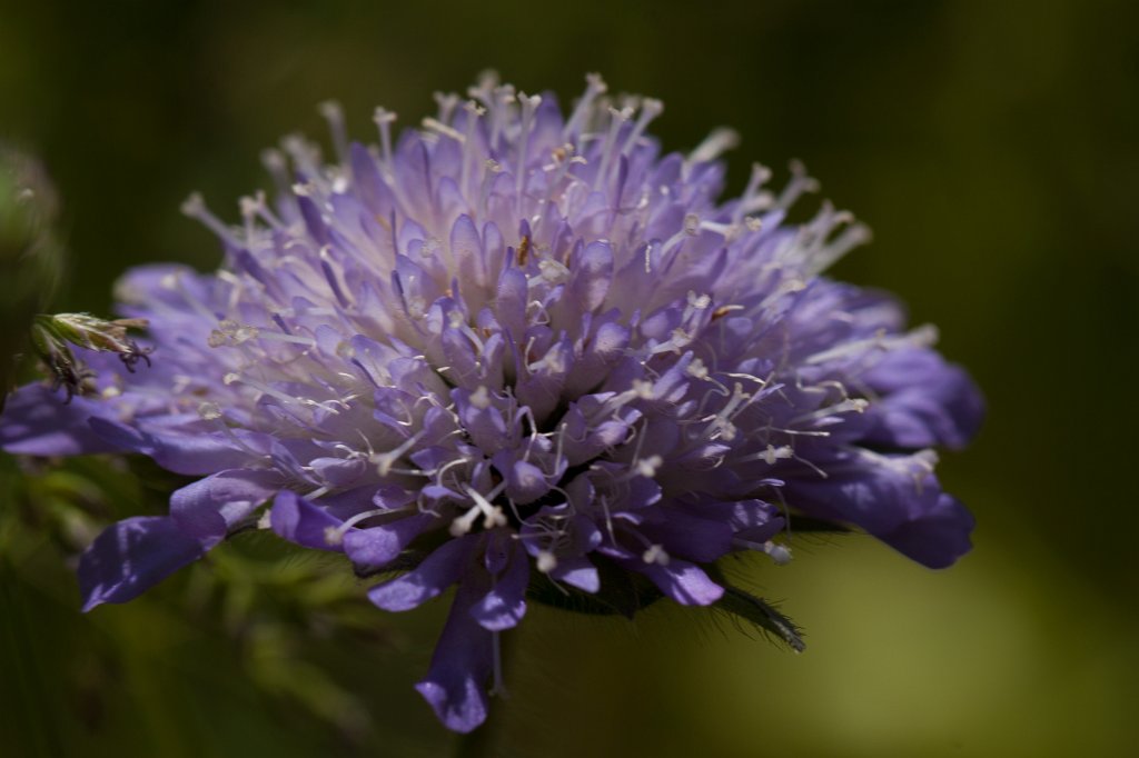 IMG_0889_c.jpg -  Field scabious  ( Acker-Witwenblume )