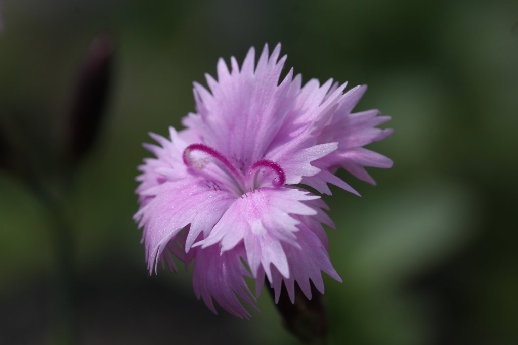 IMG_0901.JPG - Flower in the  Palmengarten   Frankfurt 