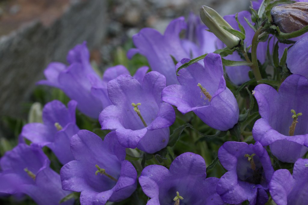 IMG_0906.JPG -  Campanula alpina  ( Alpen-Glockenblume )