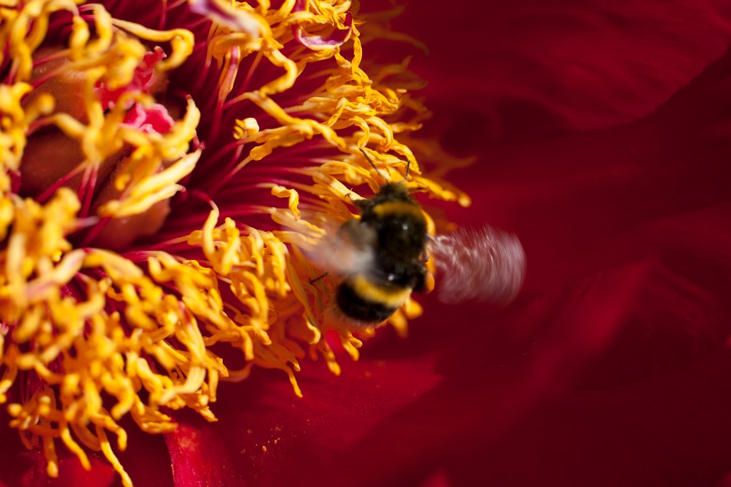 IMG_0939_c.jpg -  Peony  ( Pfingstrose )