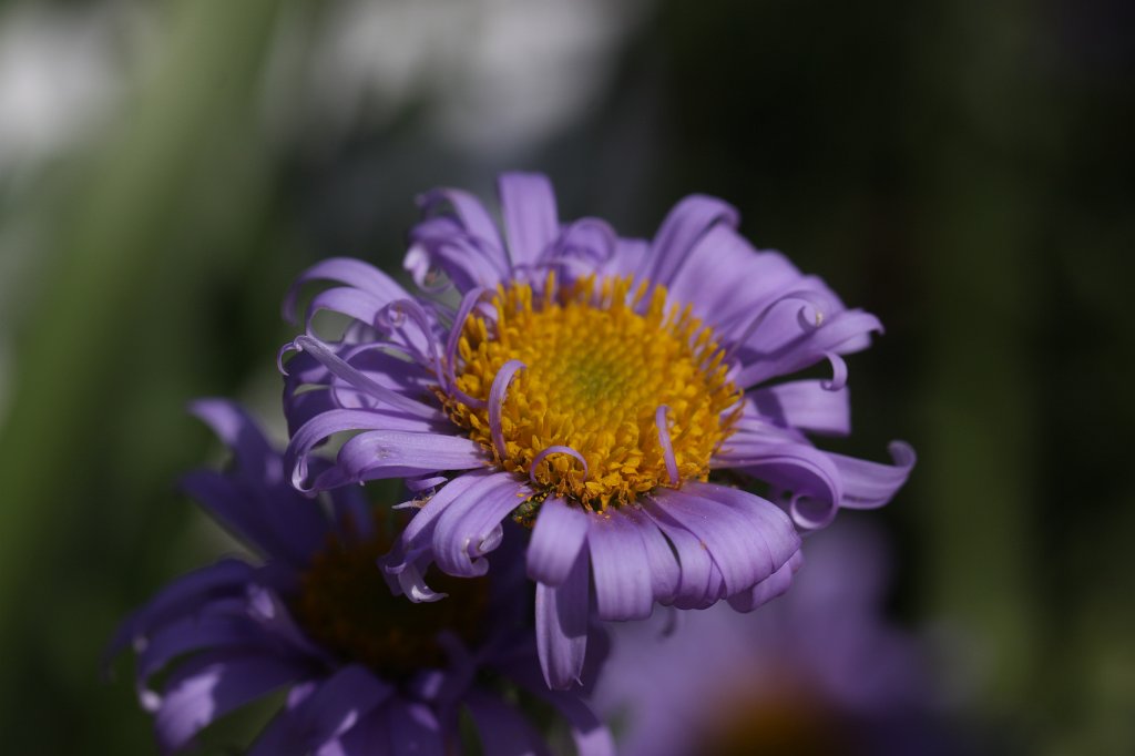 IMG_0982.JPG -  Aster  himalaicus (Himalaya- Aster )