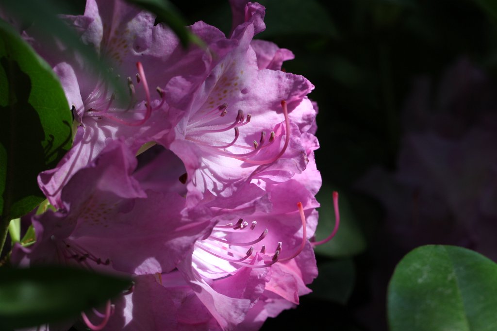 IMG_1003.JPG -  Rhododendron  ( Rhododendron )