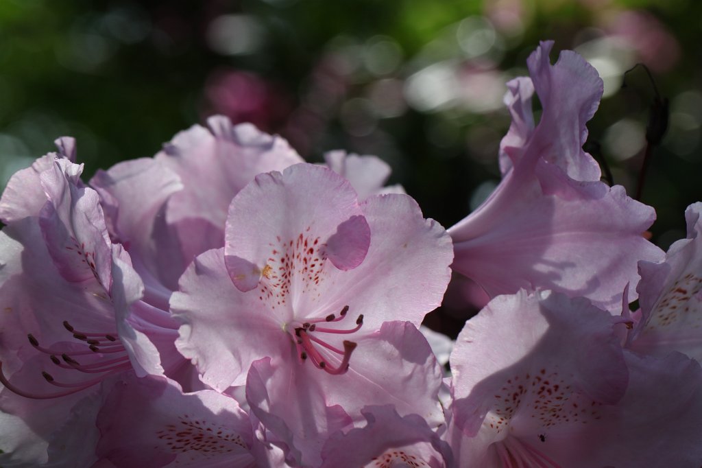IMG_1020.JPG -  Rhododendron  ( Rhododendron )