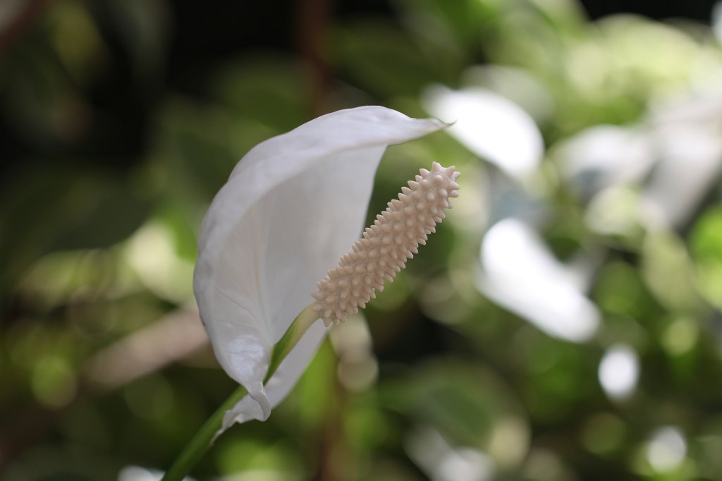 IMG_1027.JPG -  Peace lily  ( Friedenslilie )