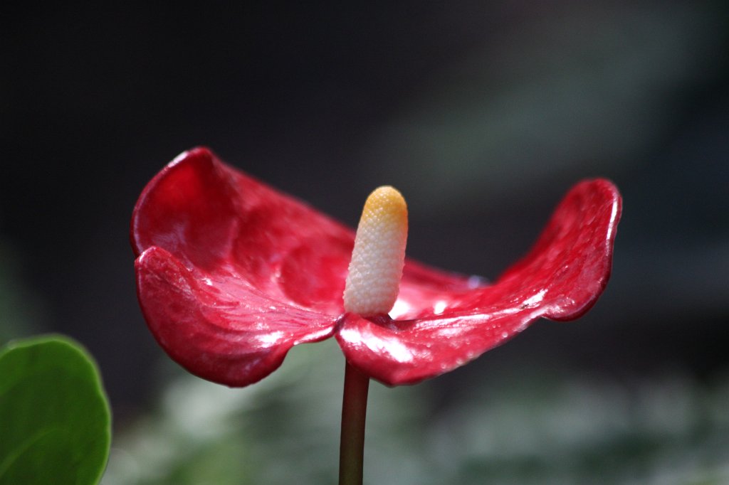 IMG_1036.JPG -  Flamingo flower  ( Flamingoblume )