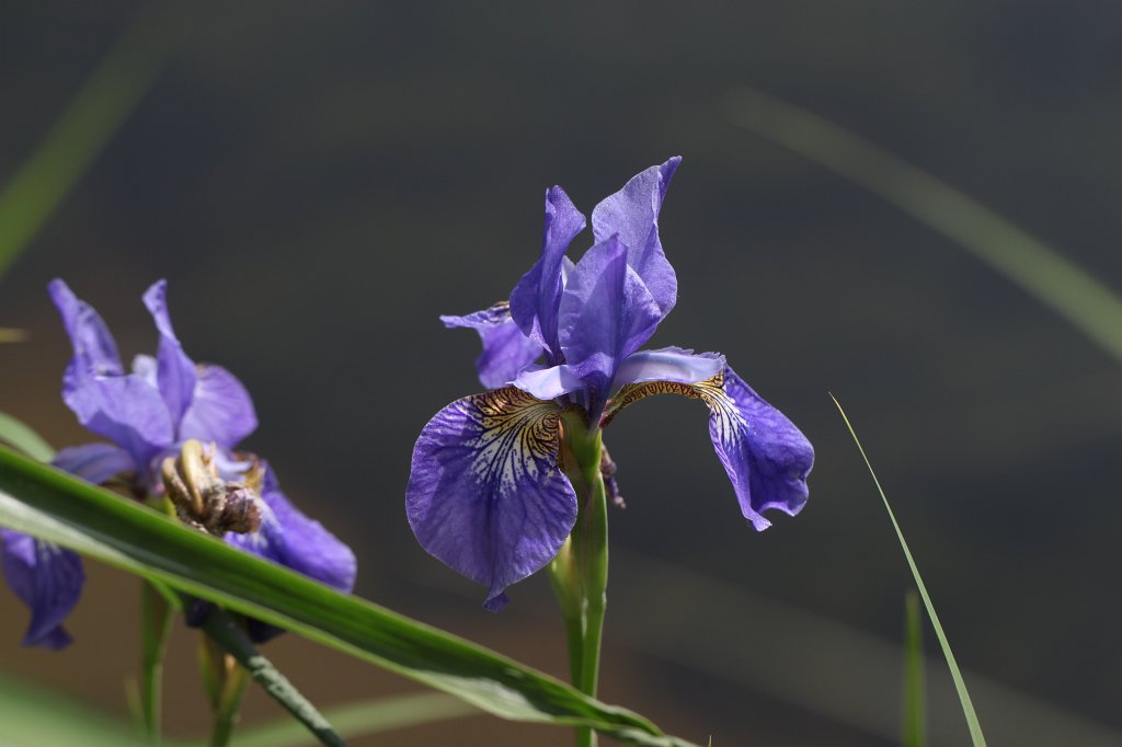 IMG_1092.JPG -  Iris  ( Schwertlilie )