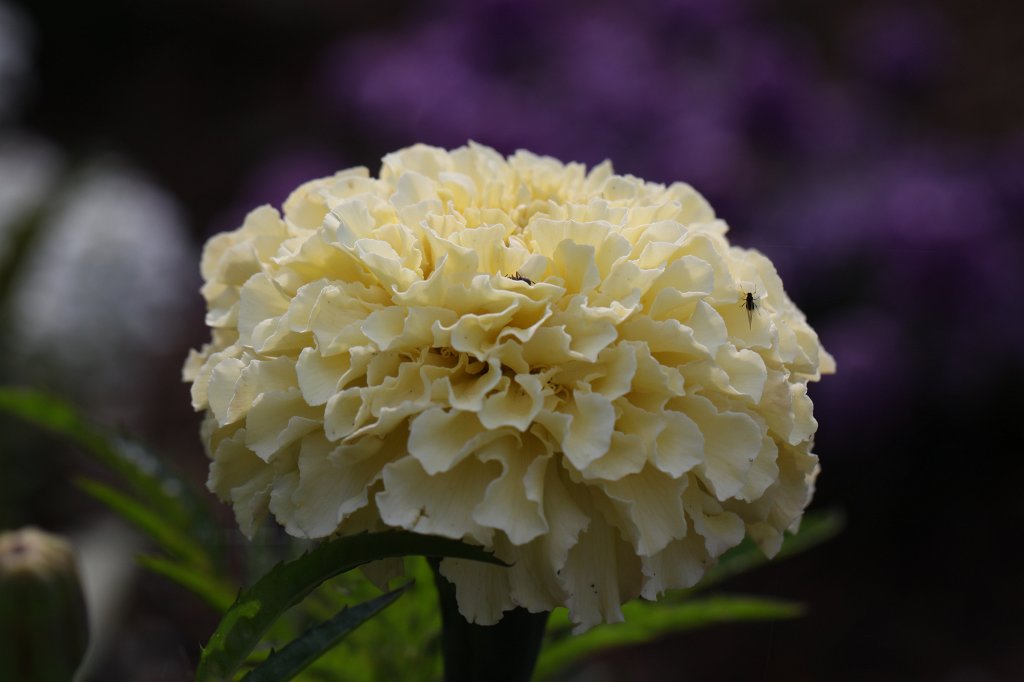 IMG_1113.JPG - Flower in the  Palmengarten   Frankfurt 