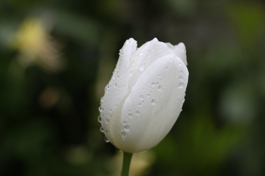 IMG_1114.JPG -  Tulip  ( Tulpe )