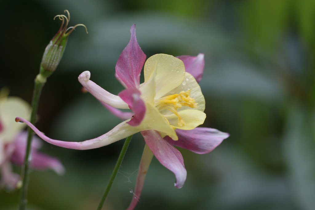 IMG_1115.JPG -  Columbine  ( Akelei )