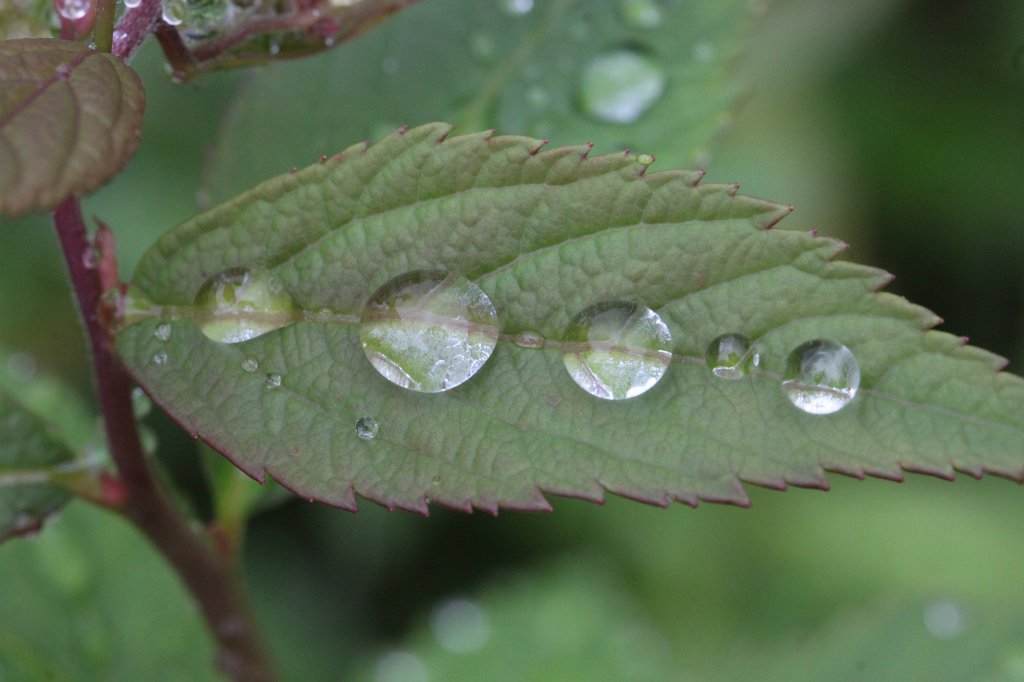 IMG_1121.JPG - Droplets