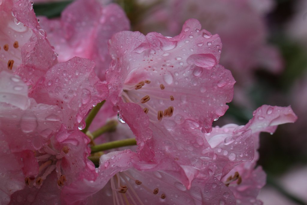 IMG_1123.JPG -  Rhododendron  ( Rhododendron )