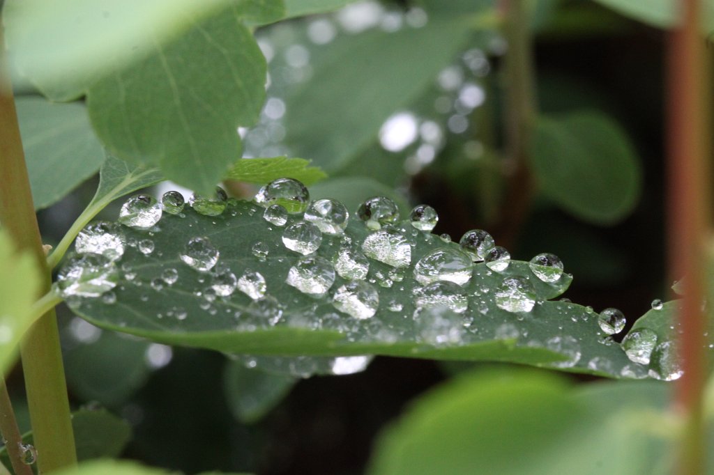 IMG_1135.JPG - Droplets