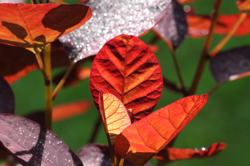 IMG_1164.JPG - Red leaves