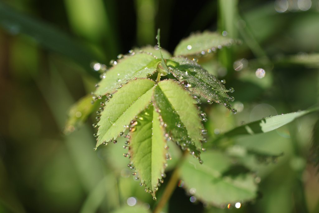 IMG_1184.JPG - Droplets