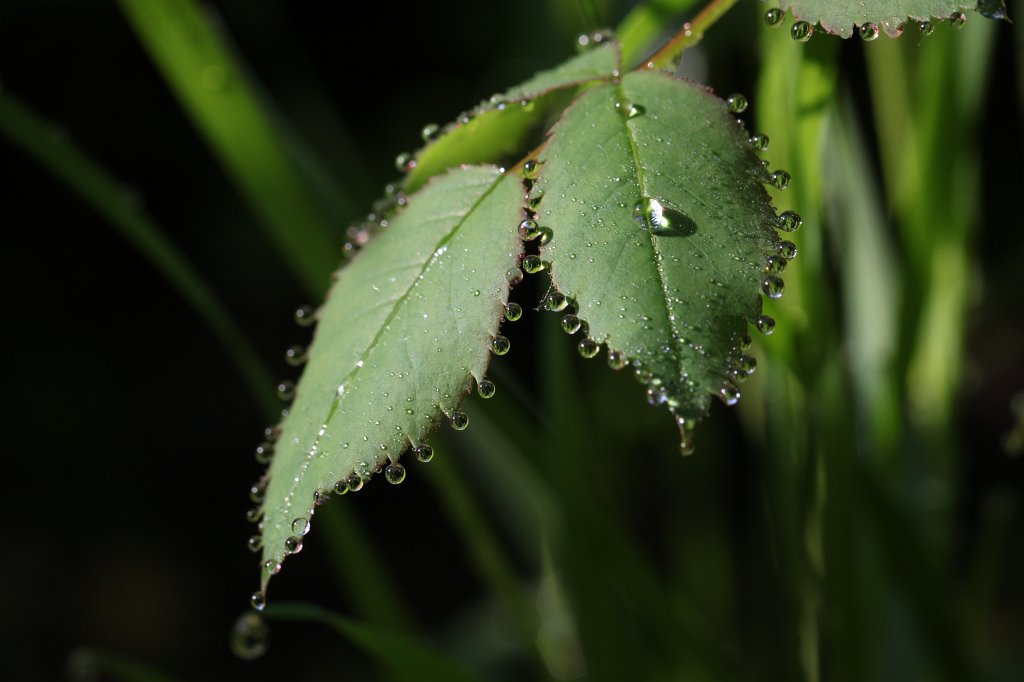 IMG_1188.JPG - Droplets