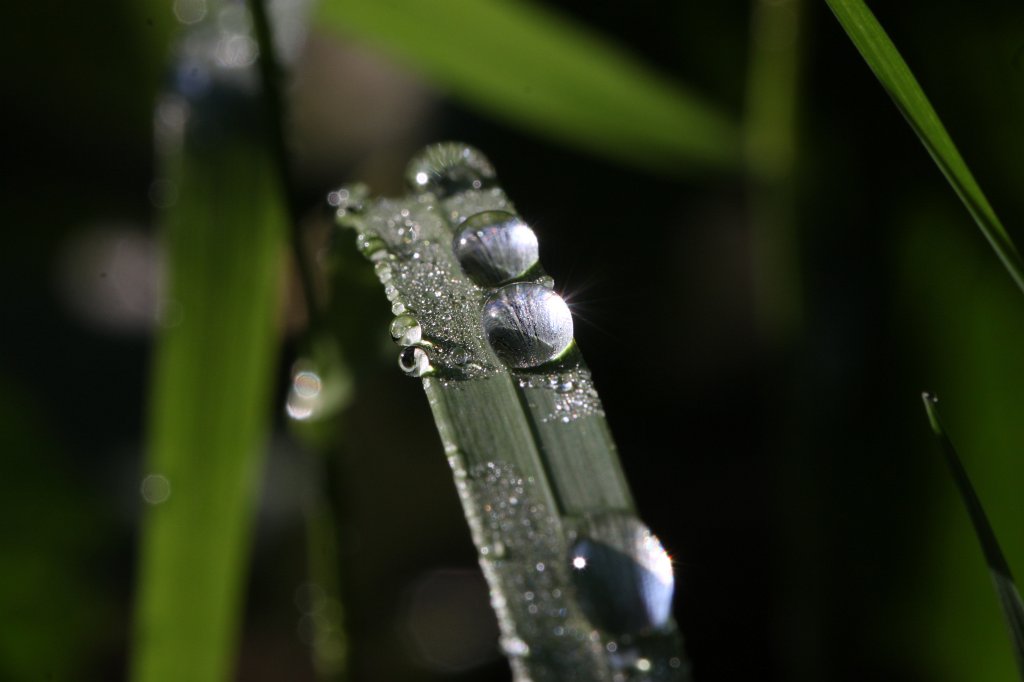 IMG_1193.JPG - Droplets