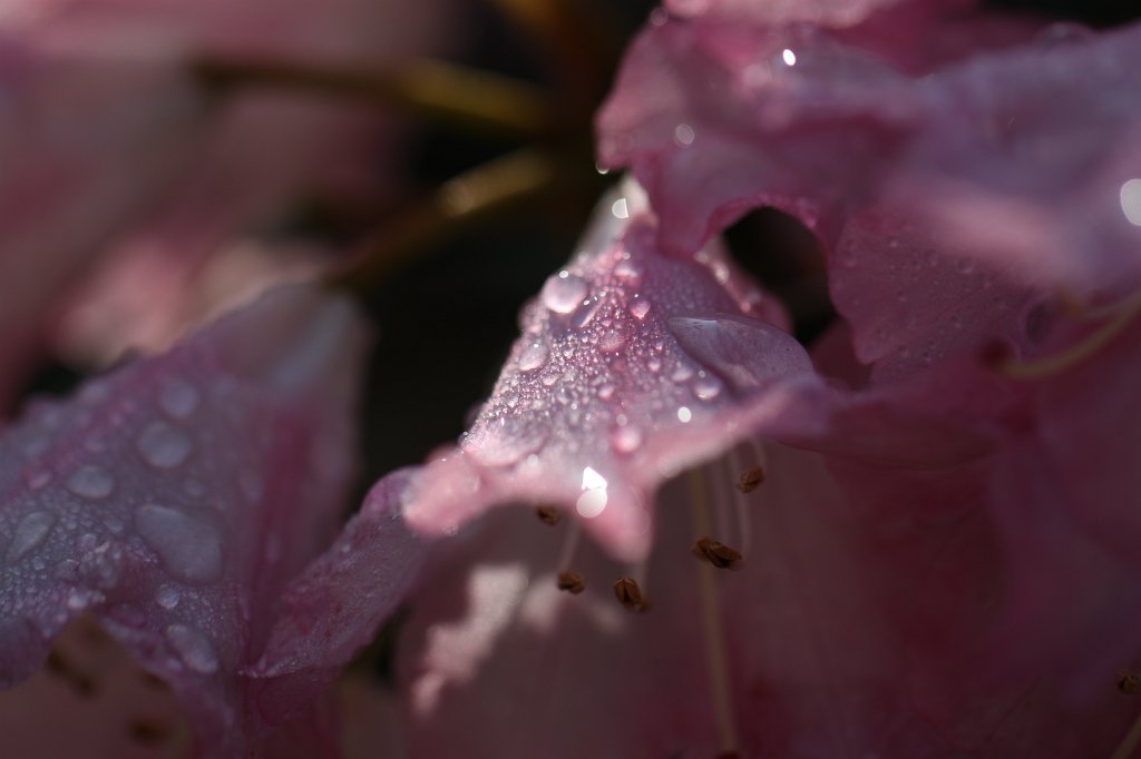 IMG_1198.JPG -  Rhododendron  ( Rhododendron )