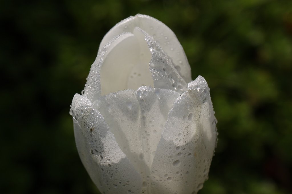 IMG_1206.JPG -  Tulip  ( Tulpe )