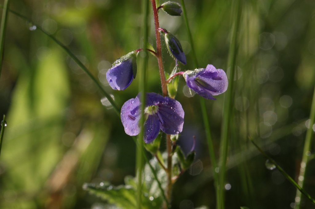 IMG_1207.JPG -  Veronica  ( Ehrenpreis )