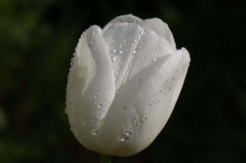 IMG_1214.JPG -  Tulip  ( Tulpe )