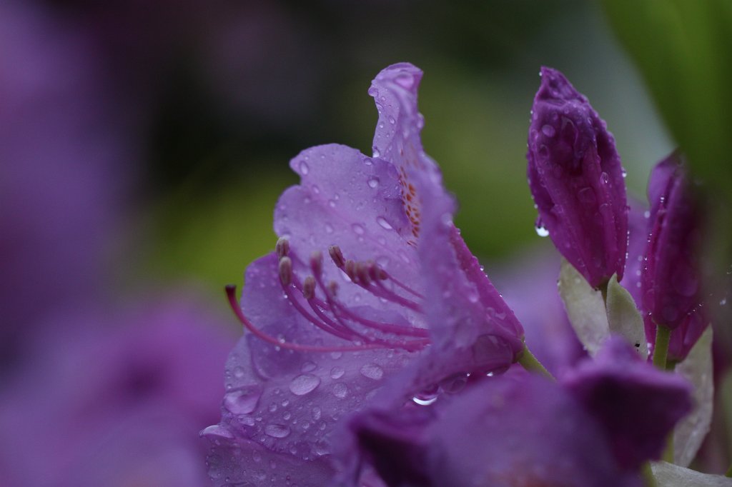 IMG_1251.JPG -  Rhododendron  ( Rhododendron )