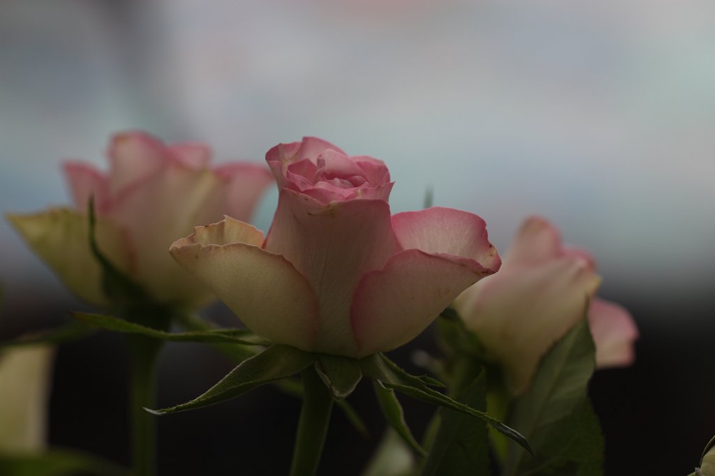 IMG_1272.JPG -  Rose 