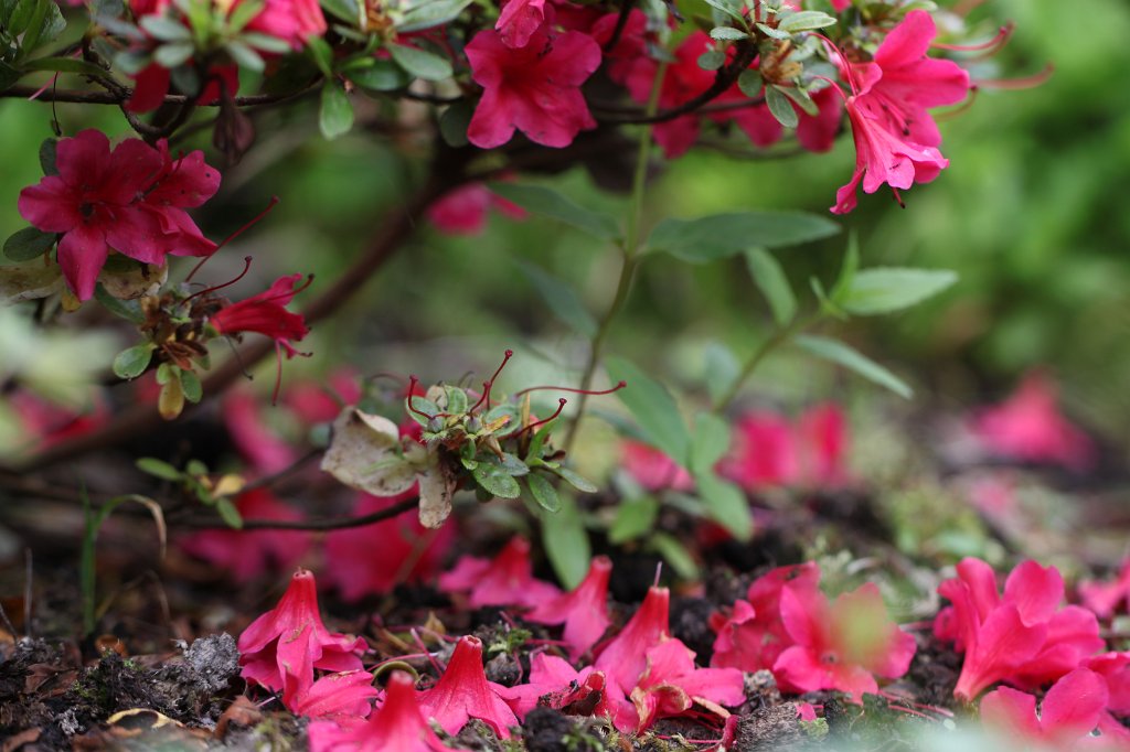IMG_1290.JPG -  Azalea  ( Azalee )