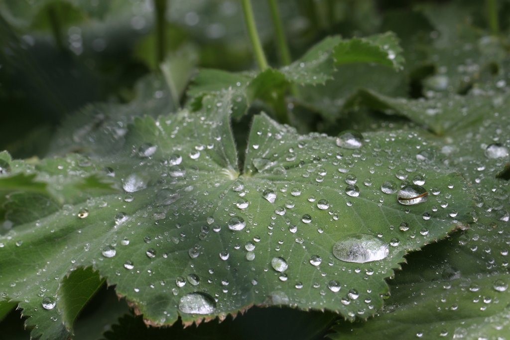 IMG_1297.JPG - Droplets