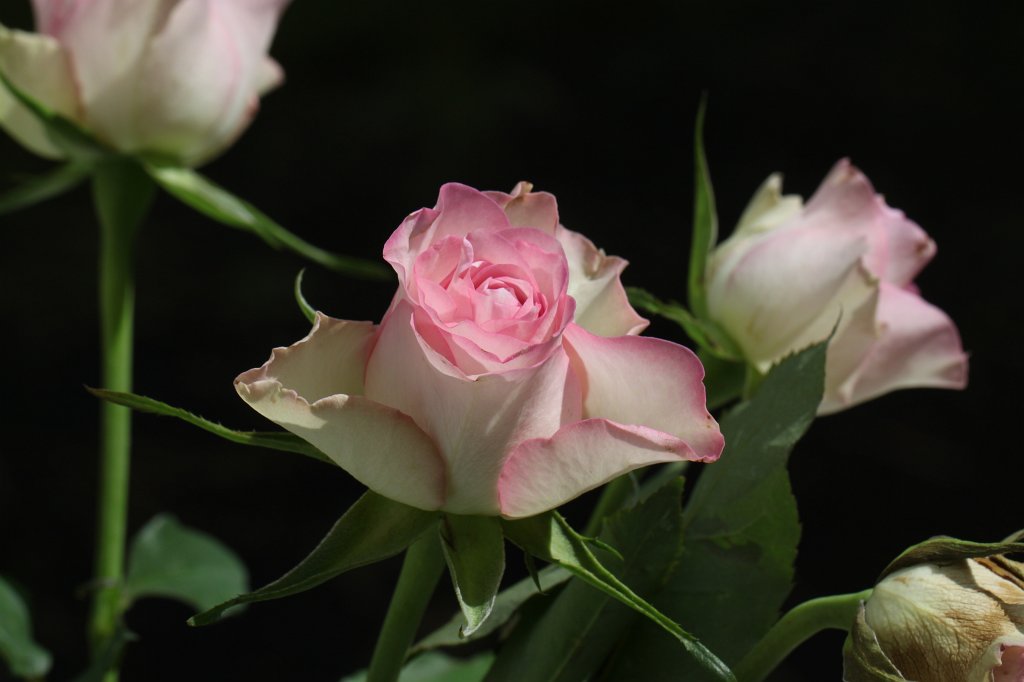 IMG_1305.JPG -  Rose 