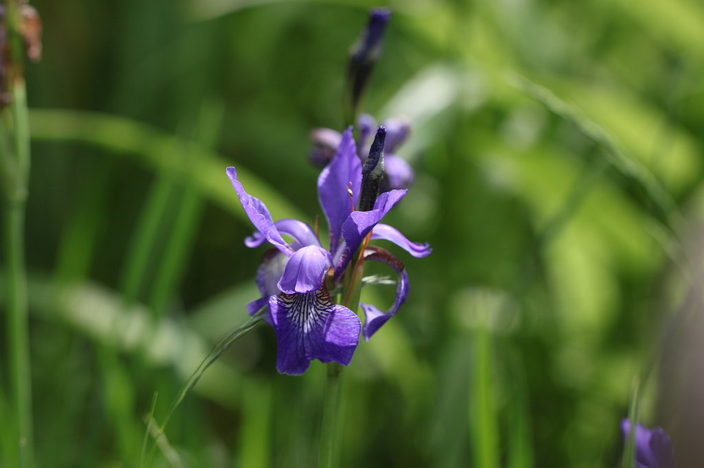 IMG_1312.JPG -  Iris  ( Schwertlilie )