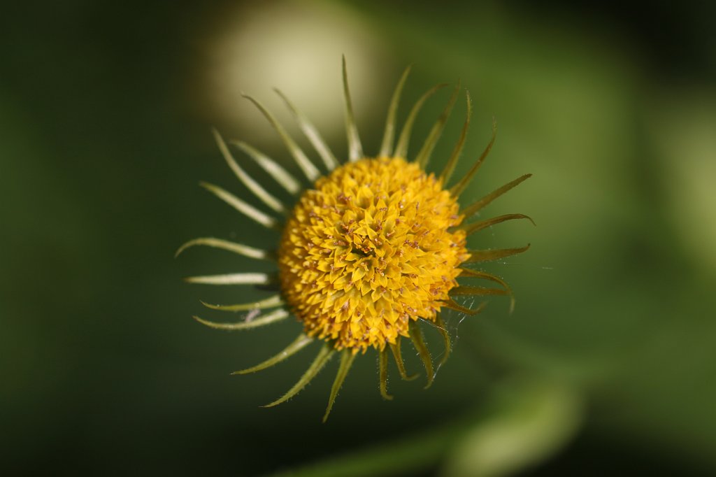 IMG_1318.JPG -  Doronicum  ( Gämswurz )