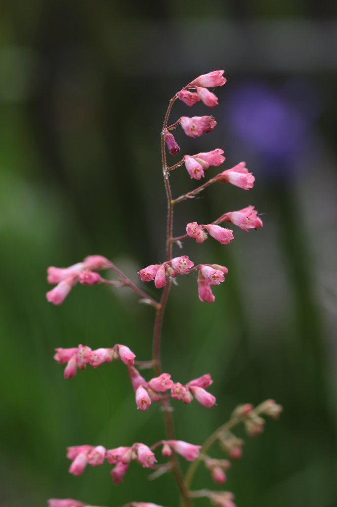 IMG_1320.JPG - Flower