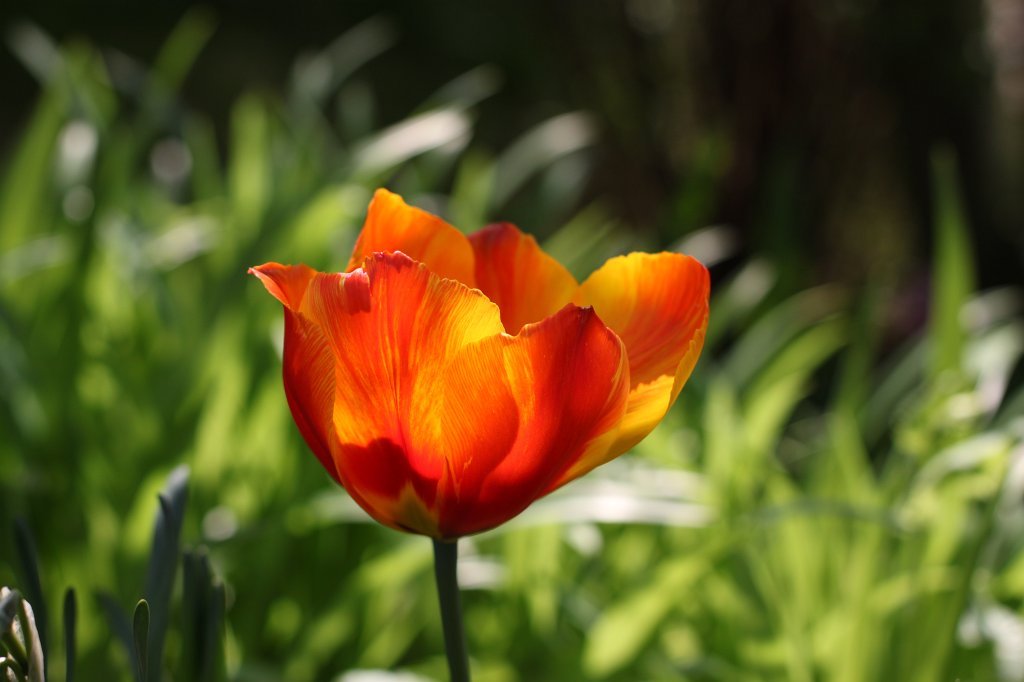 IMG_9080.JPG - Tulip