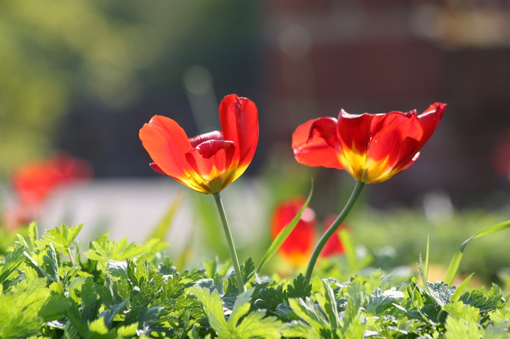 IMG_9096.JPG - Tulips