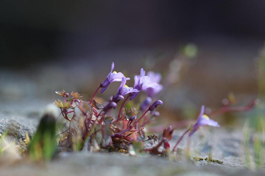 IMG_9101.JPG - Wall flowers